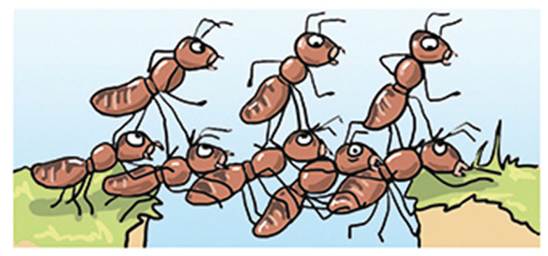 Ameisen, Cartoon